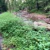 ecoelm